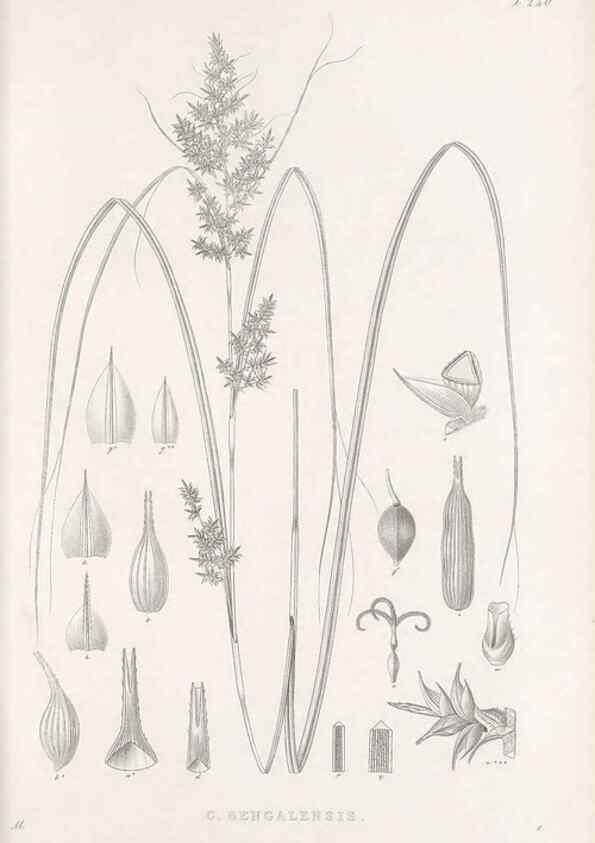 Reproducción/Reproduction 48683187472: Illustrations of the genus Carex. London :William Pamplin,1858-1867.. 