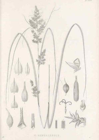 Reproducción/Reproduction 48683187472: Illustrations of the genus Carex. London :William Pamplin,1858-1867.. 