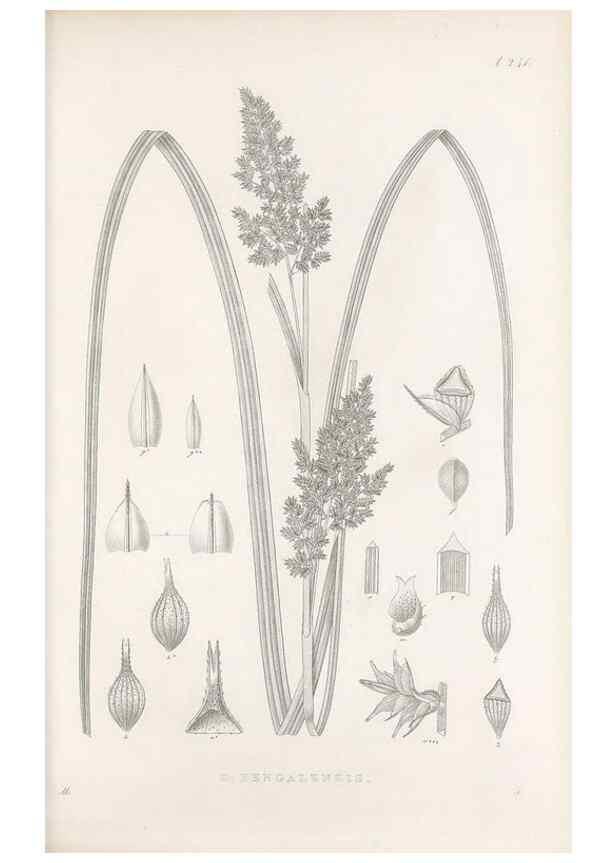 Reproducción/Reproduction 48682673228: Illustrations of the genus Carex. London :William Pamplin,1858-1867.. 