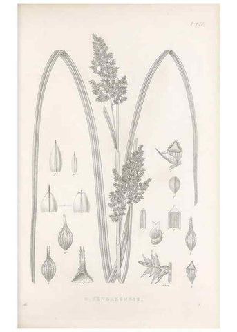 Reproducción/Reproduction 48682673228: Illustrations of the genus Carex. London :William Pamplin,1858-1867.. 