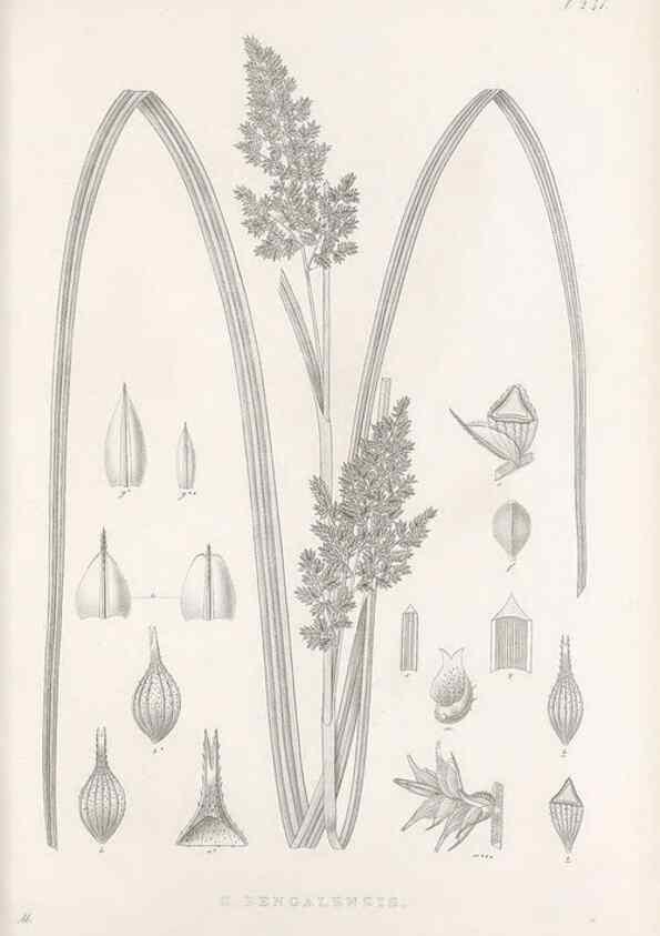 Reproducción/Reproduction 48682673228: Illustrations of the genus Carex. London :William Pamplin,1858-1867.. 