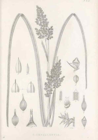 Reproducción/Reproduction 48682673228: Illustrations of the genus Carex. London :William Pamplin,1858-1867.. 