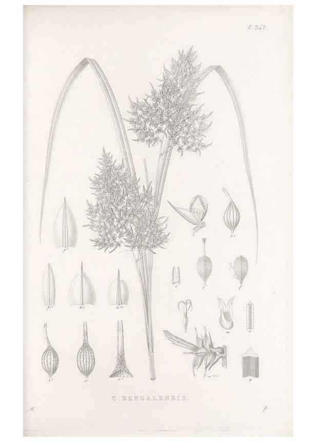 Reproducción/Reproduction 48683188137: Illustrations of the genus Carex. London :William Pamplin,1858-1867.. 