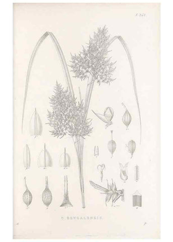 Reproducción/Reproduction 48683188137: Illustrations of the genus Carex. London :William Pamplin,1858-1867.. 