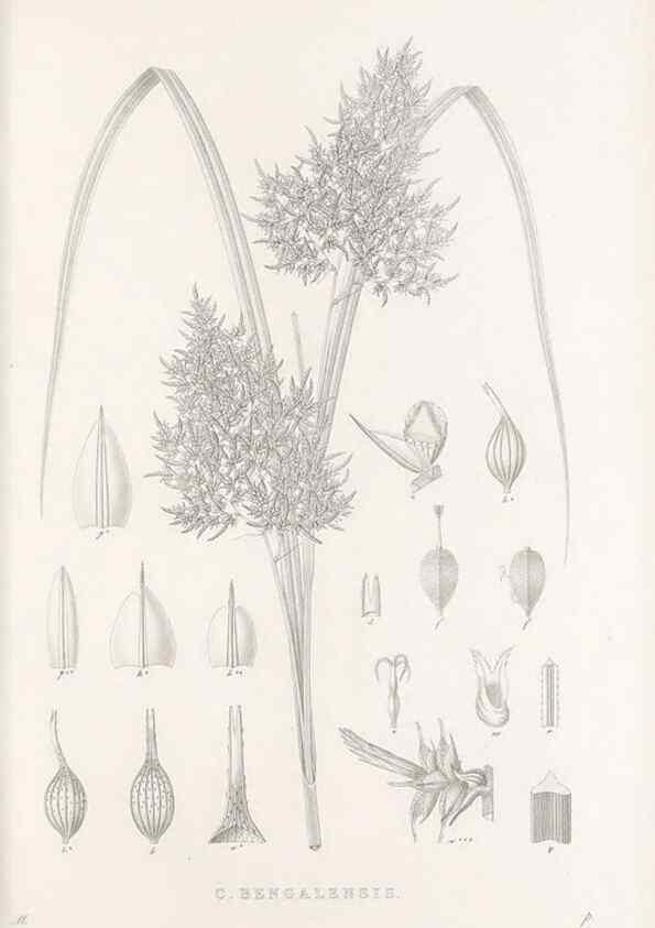 Reproducción/Reproduction 48683188137: Illustrations of the genus Carex. London :William Pamplin,1858-1867.. 