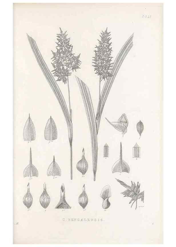Reproducción/Reproduction 48683188492: Illustrations of the genus Carex. London :William Pamplin,1858-1867.. 