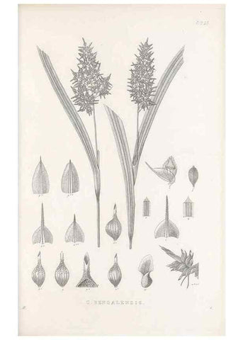 Reproducción/Reproduction 48683188492: Illustrations of the genus Carex. London :William Pamplin,1858-1867.. 
