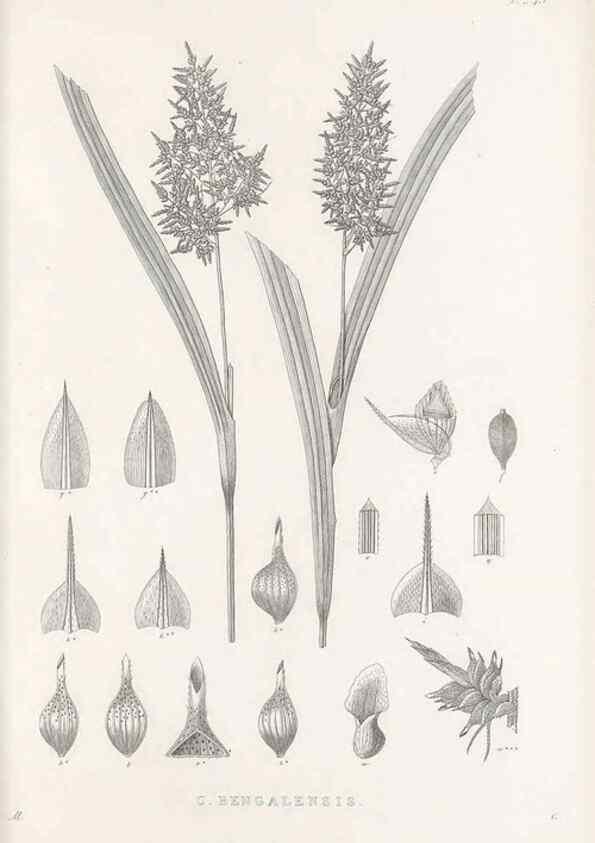 Reproducción/Reproduction 48683188492: Illustrations of the genus Carex. London :William Pamplin,1858-1867.. 