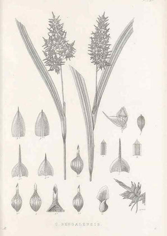 Reproducción/Reproduction 48683188492: Illustrations of the genus Carex. London :William Pamplin,1858-1867.. 