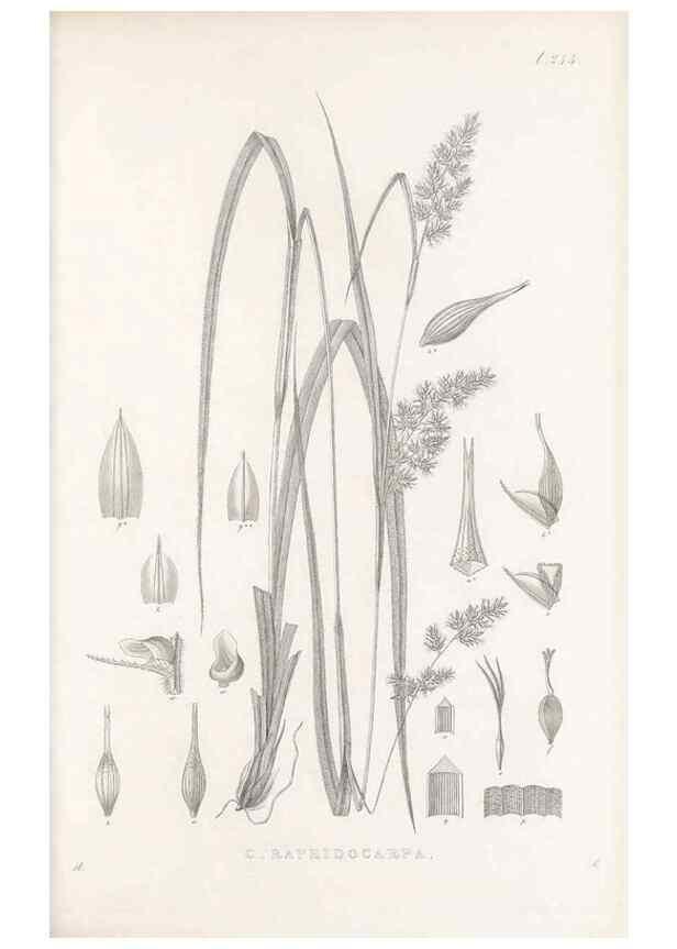 Reproducción/Reproduction 48683188722: Illustrations of the genus Carex. London :William Pamplin,1858-1867.. 