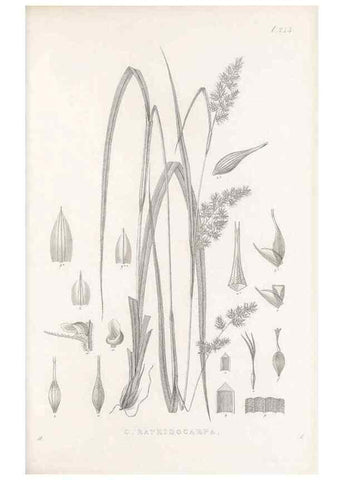 Reproducción/Reproduction 48683188722: Illustrations of the genus Carex. London :William Pamplin,1858-1867.. 
