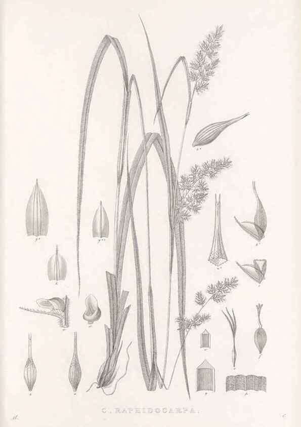 Reproducción/Reproduction 48683188722: Illustrations of the genus Carex. London :William Pamplin,1858-1867.. 