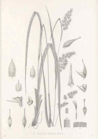 Reproducción/Reproduction 48683188722: Illustrations of the genus Carex. London :William Pamplin,1858-1867.. 