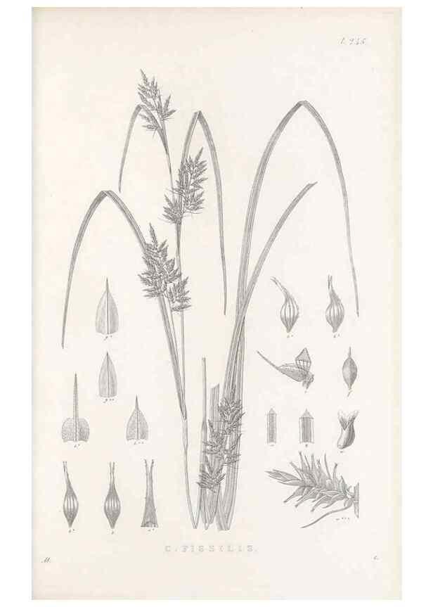 Reproducción/Reproduction 48683189127: Illustrations of the genus Carex. London :William Pamplin,1858-1867.. 