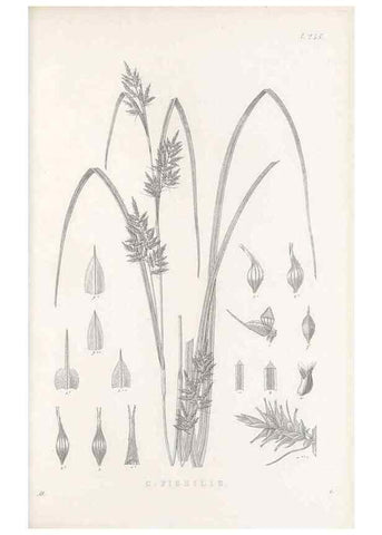 Reproducción/Reproduction 48683189127: Illustrations of the genus Carex. London :William Pamplin,1858-1867.. 