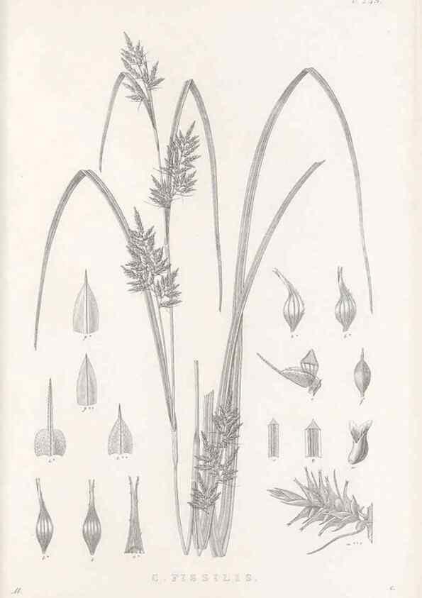 Reproducción/Reproduction 48683189127: Illustrations of the genus Carex. London :William Pamplin,1858-1867.. 