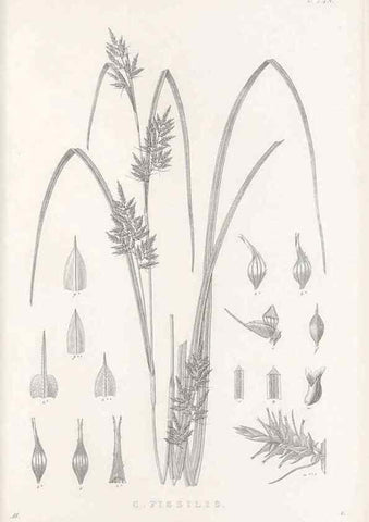 Reproducción/Reproduction 48683189127: Illustrations of the genus Carex. London :William Pamplin,1858-1867.. 