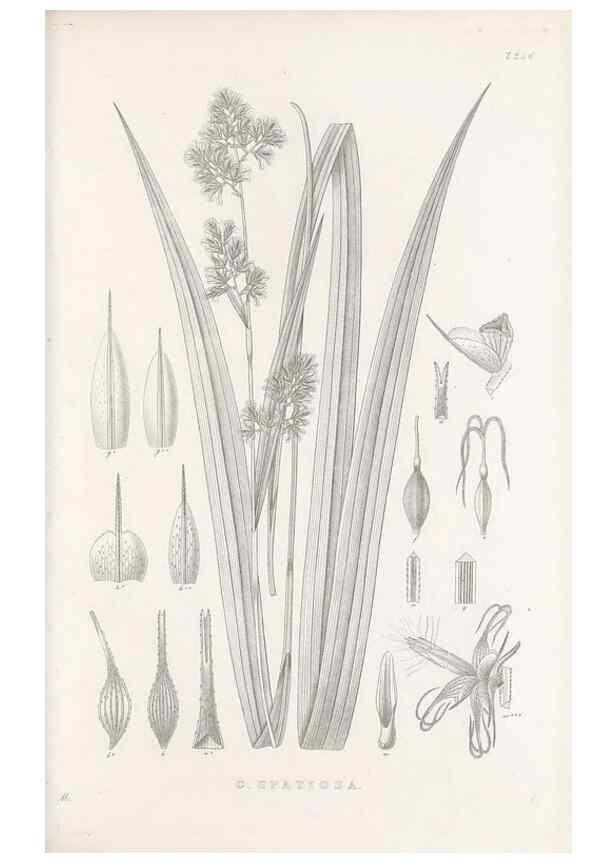 Reproducción/Reproduction 48682674853: Illustrations of the genus Carex. London :William Pamplin,1858-1867.. 