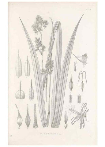 Reproducción/Reproduction 48682674853: Illustrations of the genus Carex. London :William Pamplin,1858-1867.. 