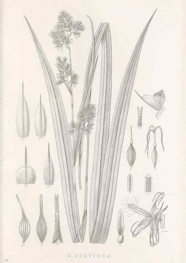 Reproducción/Reproduction 48682674853: Illustrations of the genus Carex. London :William Pamplin,1858-1867.. 