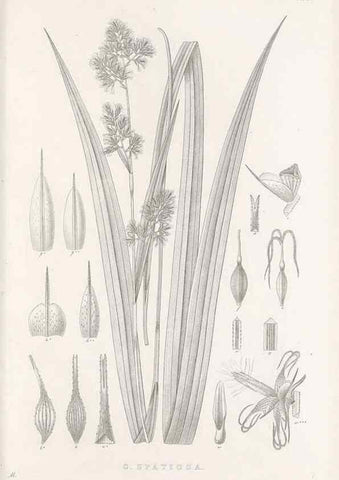 Reproducción/Reproduction 48682674853: Illustrations of the genus Carex. London :William Pamplin,1858-1867.. 