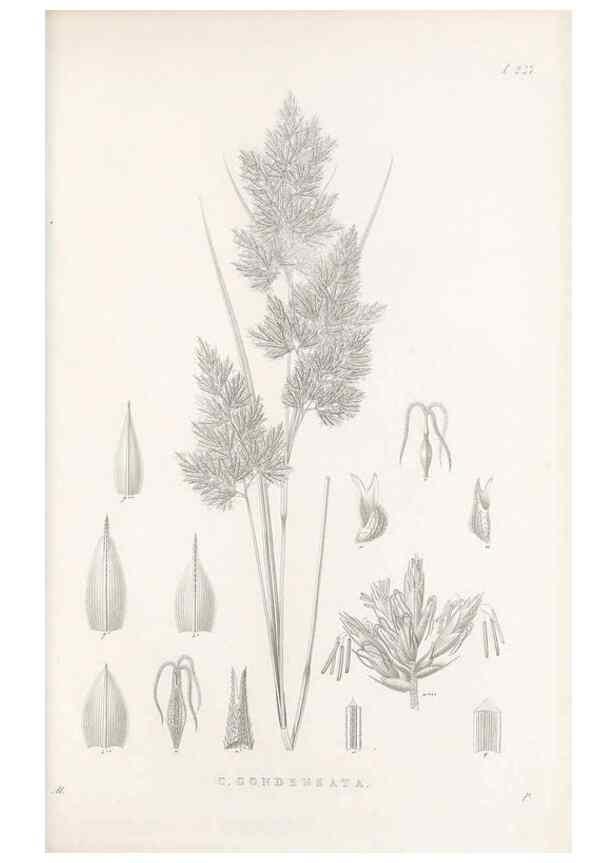 Reproducción/Reproduction 48683189702: Illustrations of the genus Carex. London :William Pamplin,1858-1867.. 