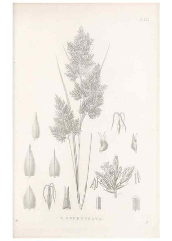Reproducción/Reproduction 48683189702: Illustrations of the genus Carex. London :William Pamplin,1858-1867.. 