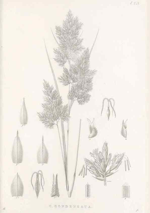 Reproducción/Reproduction 48683189702: Illustrations of the genus Carex. London :William Pamplin,1858-1867.. 