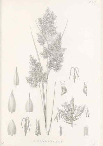 Reproducción/Reproduction 48683189702: Illustrations of the genus Carex. London :William Pamplin,1858-1867.. 