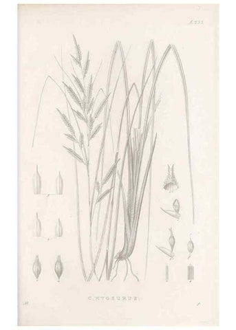 Reproducción/Reproduction 48683009561: Illustrations of the genus Carex. London :William Pamplin,1858-1867.. 