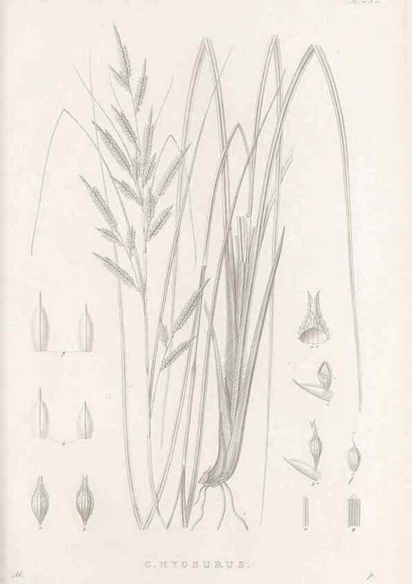 Reproducción/Reproduction 48683009561: Illustrations of the genus Carex. London :William Pamplin,1858-1867.. 