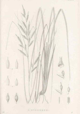 Reproducción/Reproduction 48683009561: Illustrations of the genus Carex. London :William Pamplin,1858-1867.. 