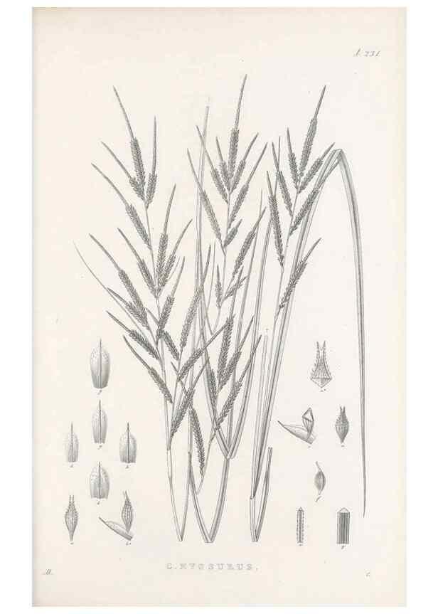 Reproducción/Reproduction 48682670303: Illustrations of the genus Carex. London :William Pamplin,1858-1867.. 