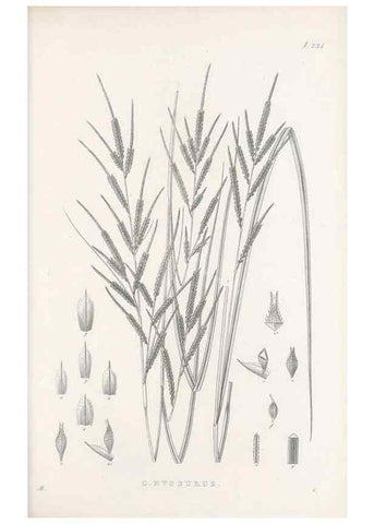 Reproducción/Reproduction 48682670303: Illustrations of the genus Carex. London :William Pamplin,1858-1867.. 