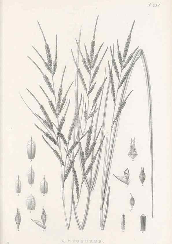 Reproducción/Reproduction 48682670303: Illustrations of the genus Carex. London :William Pamplin,1858-1867.. 