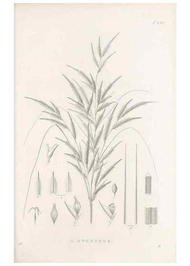 Reproducción/Reproduction 48683008981: Illustrations of the genus Carex. London :William Pamplin,1858-1867.. 