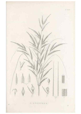 Reproducción/Reproduction 48683008981: Illustrations of the genus Carex. London :William Pamplin,1858-1867.. 