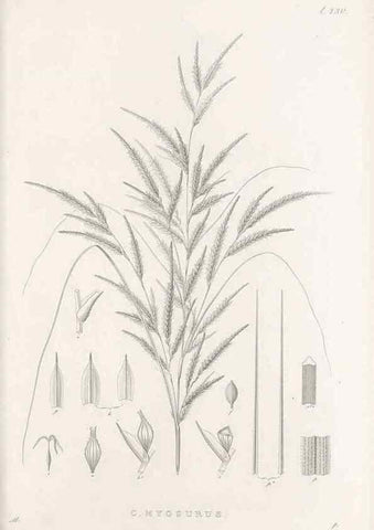Reproducción/Reproduction 48683008981: Illustrations of the genus Carex. London :William Pamplin,1858-1867.. 