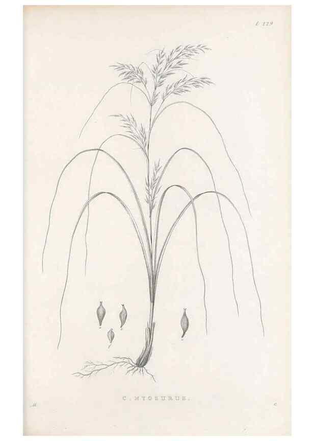 Reproducción/Reproduction 48682669713: Illustrations of the genus Carex. London :William Pamplin,1858-1867.. 