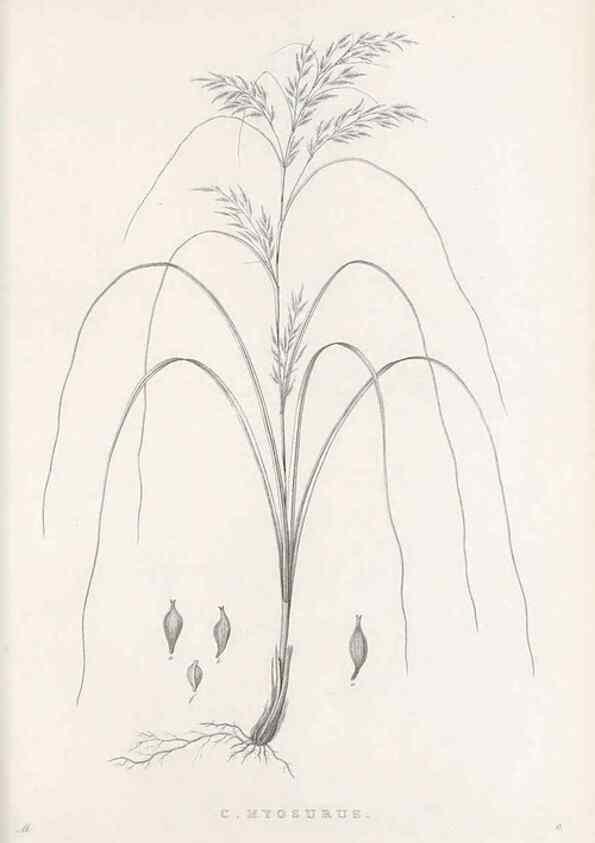 Reproducción/Reproduction 48682669713: Illustrations of the genus Carex. London :William Pamplin,1858-1867.. 