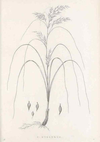 Reproducción/Reproduction 48682669713: Illustrations of the genus Carex. London :William Pamplin,1858-1867.. 
