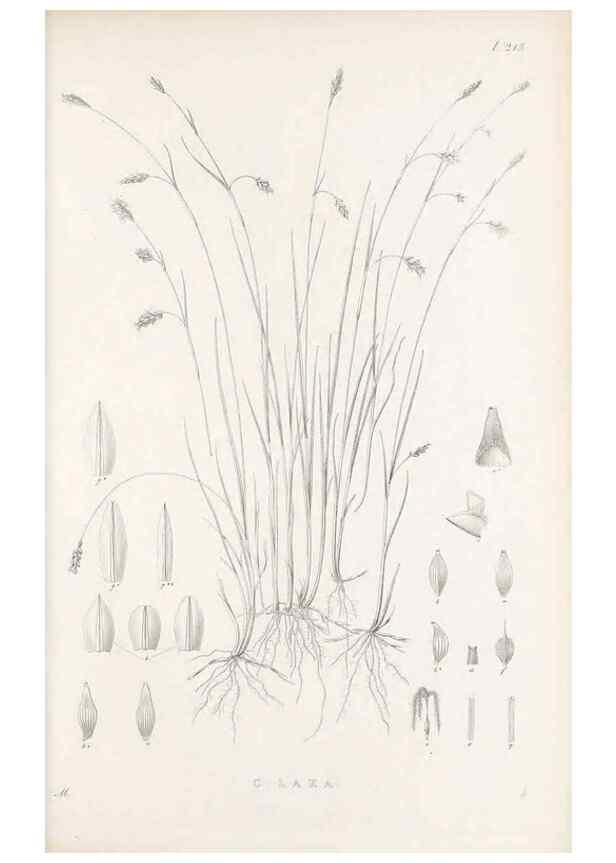 Reproducción/Reproduction 48682664828: Illustrations of the genus Carex. London :William Pamplin,1858-1867.. 