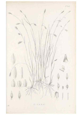 Reproducción/Reproduction 48682664828: Illustrations of the genus Carex. London :William Pamplin,1858-1867.. 