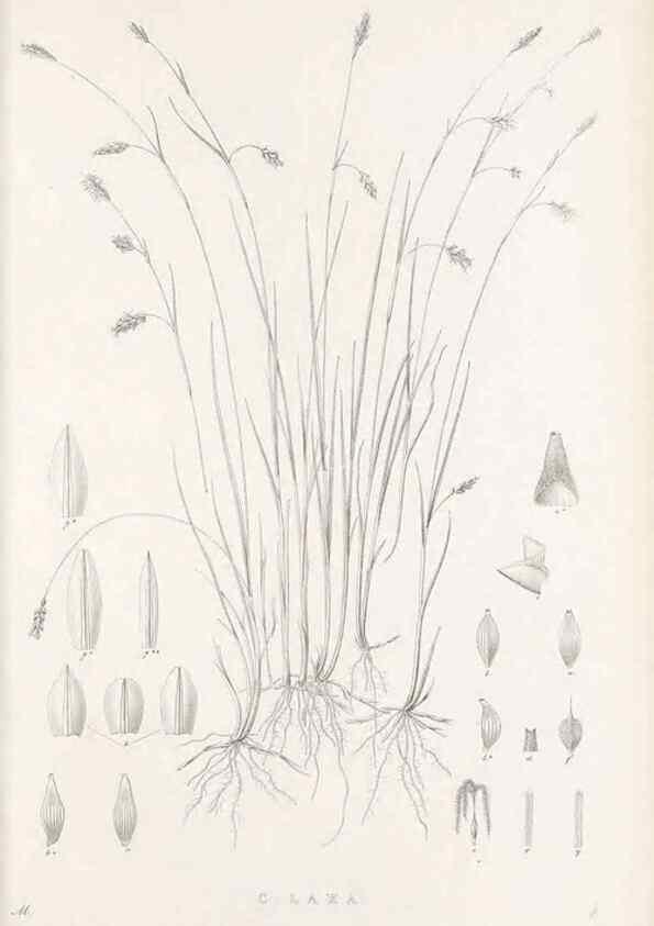 Reproducción/Reproduction 48682664828: Illustrations of the genus Carex. London :William Pamplin,1858-1867.. 