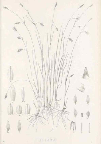 Reproducción/Reproduction 48682664828: Illustrations of the genus Carex. London :William Pamplin,1858-1867.. 