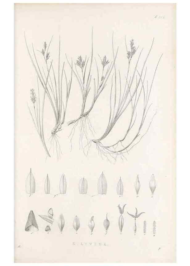 Reproducción/Reproduction 48682665123: Illustrations of the genus Carex. London :William Pamplin,1858-1867.. 