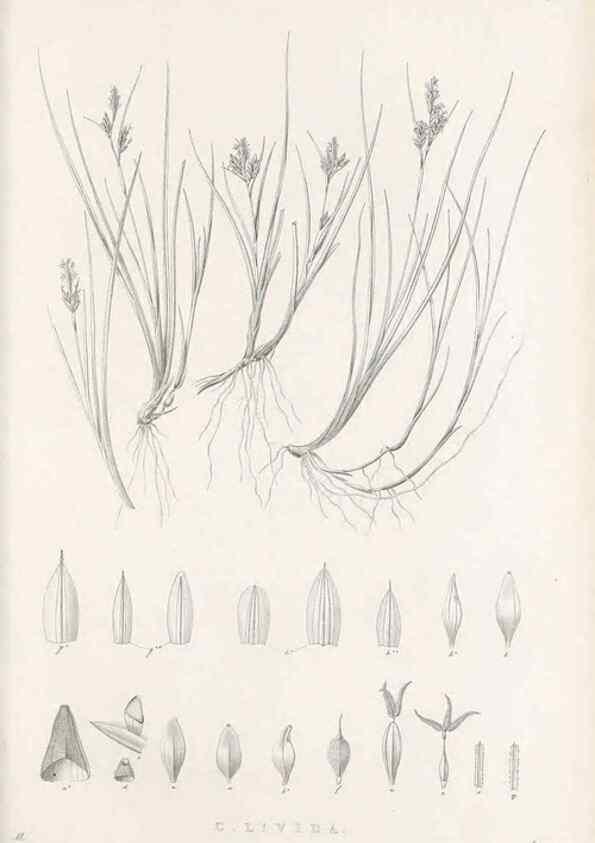Reproducción/Reproduction 48682665123: Illustrations of the genus Carex. London :William Pamplin,1858-1867.. 