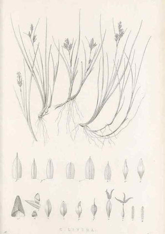 Reproducción/Reproduction 48682665123: Illustrations of the genus Carex. London :William Pamplin,1858-1867.. 