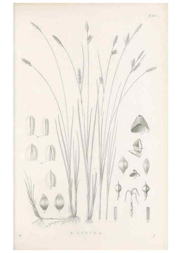 Reproducción/Reproduction 48683179922: Illustrations of the genus Carex. London :William Pamplin,1858-1867.. 