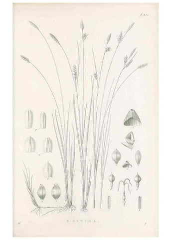 Reproducción/Reproduction 48683179922: Illustrations of the genus Carex. London :William Pamplin,1858-1867.. 